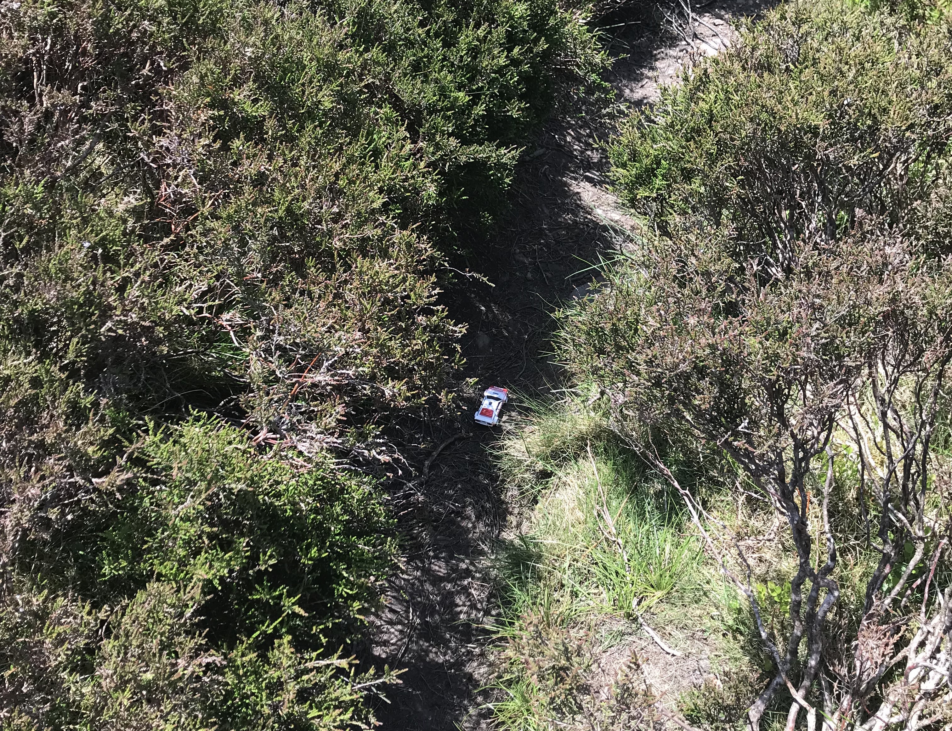 Hotwheels Grp B Rally BMW M1 on a path surrounded by heather. The photo is taken from above, making the heather almost look like trees [The Most Mysterious Song on the Internet]